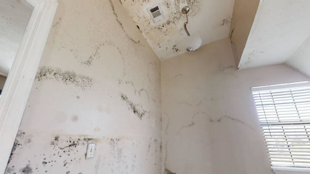 Best Environmental Consulting for Mold Prevention  in Harmony Grove, CA