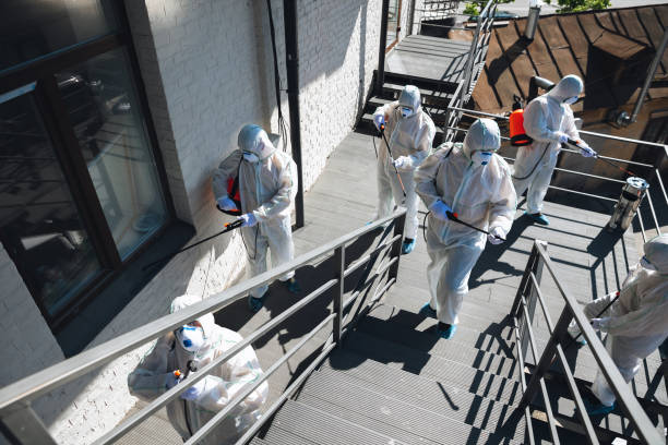 Best Basement Mold Removal  in Harmony Grove, CA