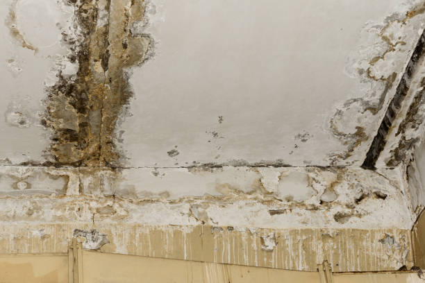 Best Mold Remediation for Healthcare Facilities  in Harmony Grove, CA