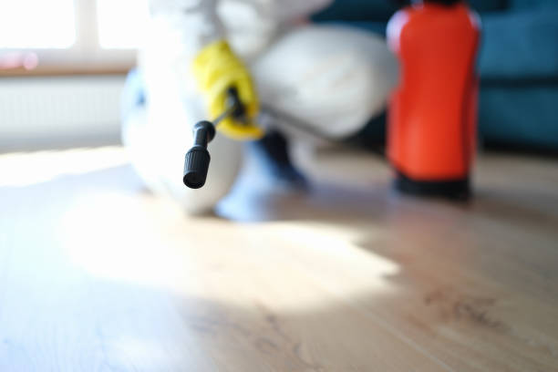 Best Attic Mold Removal  in Harmony Grove, CA