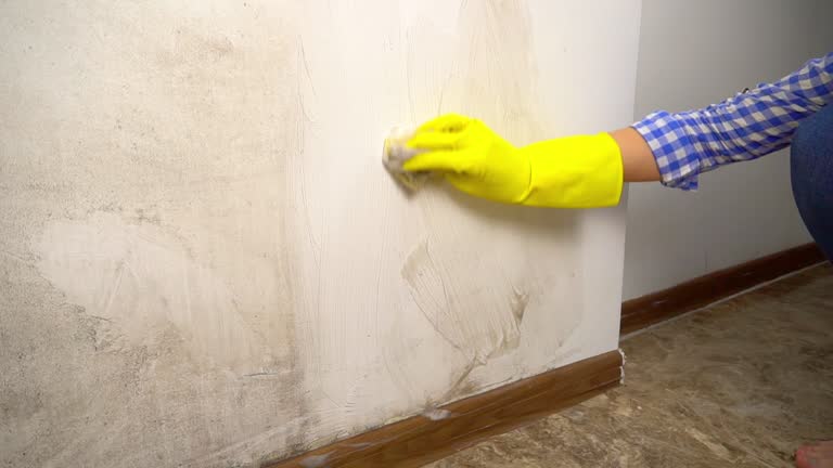 Professional Mold Removal in Harmony Grove, CA