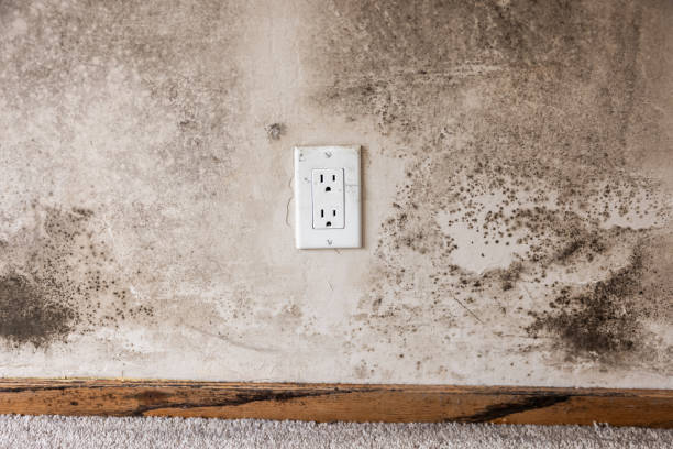 Environmental Consulting for Mold Prevention in Harmony Grove, CA