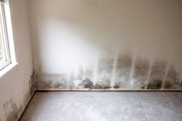 Best Forensic Mold Investigation  in Harmony Grove, CA